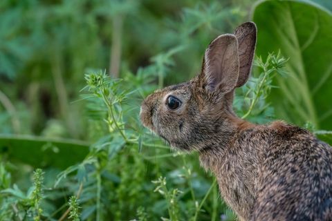Wild cottontail rabbit foraging in meadow listening with alert ears and detailed profile