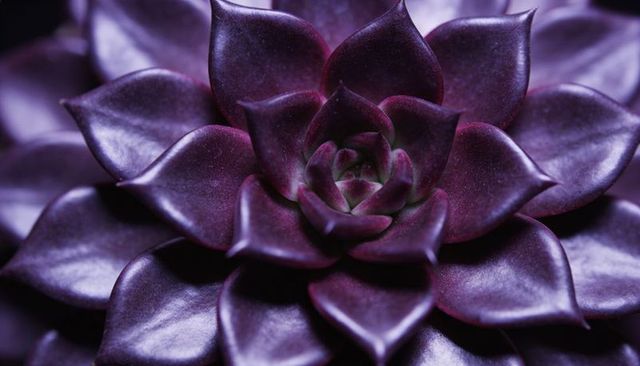Glossy purple succulent rosette close-up showing radial leaves and central crown macro
