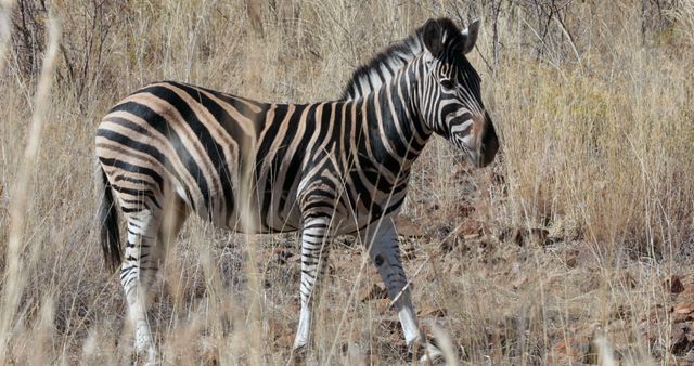 Zebra seen with characteristic black and white stripes grazing in dry grass of African savanna. Ideal for use in wildlife documentaries, educational materials about African wilderness, and tourism promotions for safari experiences.