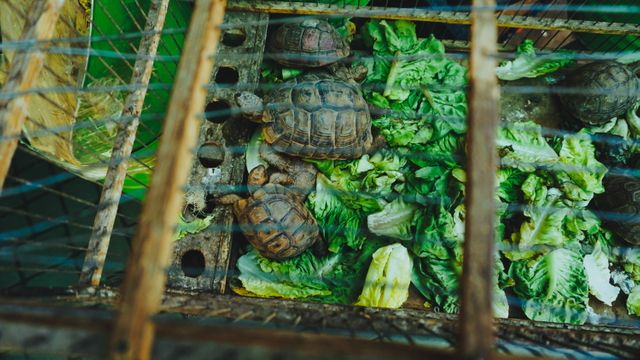 Turtles inside wooden and wire cage enjoying lettuce. Can be used to depict pet care, animal husbandry, wildlife in captivity, or educational content about turtles. Useful for blogs, articles about animal welfare or reptile care, and agricultural training material.
