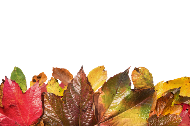 Colorful Collection of Leaves on Transparent Background for Autumn and Nature Design - Download Free Stock Videos Pikwizard.com