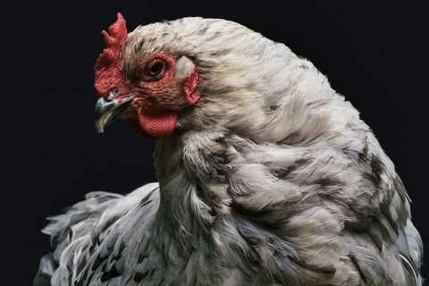 Close-up portrait of majestic hen against dark background