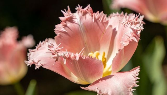 Soft pink fringed tulip blooming in sunlight macro close-up pastel serrated petals
