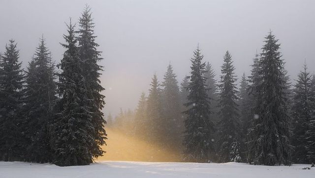 Golden Sunbeam Glowing Through Snow-Dusted Evergreens in Misty Winter Forest