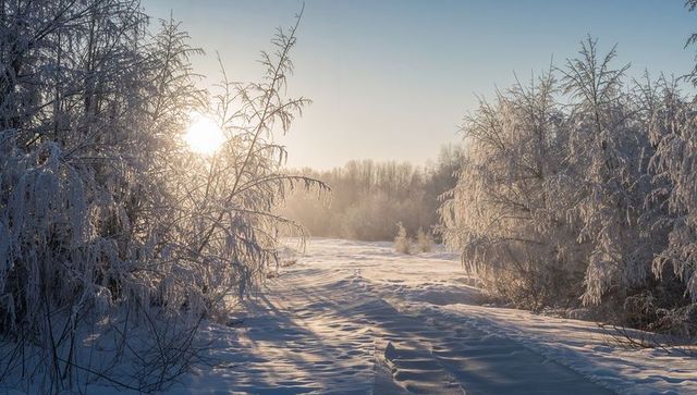 Sunlight streaming through hoarfrosted birches on winding snow trail at winter sunrise