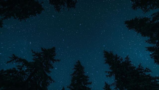 Starry Night Sky Over Pine Forest Silhouettes