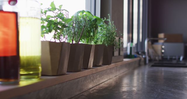Image of herbs and houseplants standing on window at home - Download Free Stock Photos Pikwizard.com