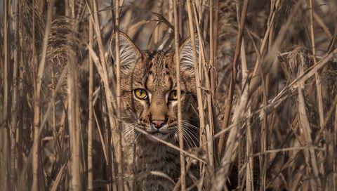 Close-up wildcat peering through dry reeds hunting in camouflaged grassland with amber eyes