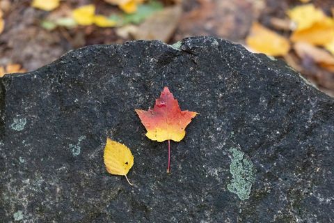 Dual autumn leaves resting on dark lichen-covered rock vibrant red to yellow maple