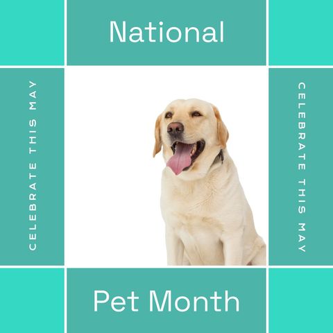 labrador celebrating national pet month on colorful background - Download Free Stock Templates Pikwizard.com