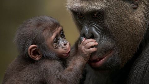 Infant gorilla reaching and touching adult nose close-up conveying maternal bond