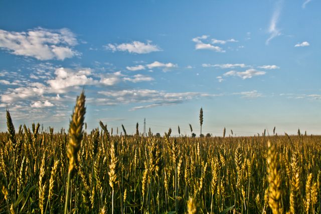 This image captures a golden wheat field under a blue sky with scattered clouds. This pastoral scene is idyllic for showcasing agricultural activities, farming advertisements, seasonal harvests, or promoting rural tourism. Perfect for backgrounds, websites, promotional materials, and educational resources.