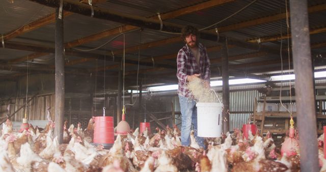 Farmer pouring feed for chickens inside a spacious coop. Great for content related to agriculture, poultry farming, rural lifestyle, organic food production, and sustainable farming practices.
