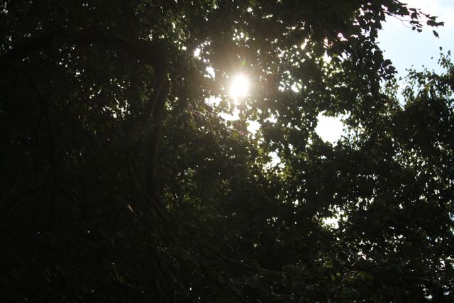 Sunlight piercing through a thick forest canopy creates a serene and tranquil mood. Ideal for use in nature-themed projects, promoting sustainability, environmental awareness campaigns, or wallpapers for a calming effect.
