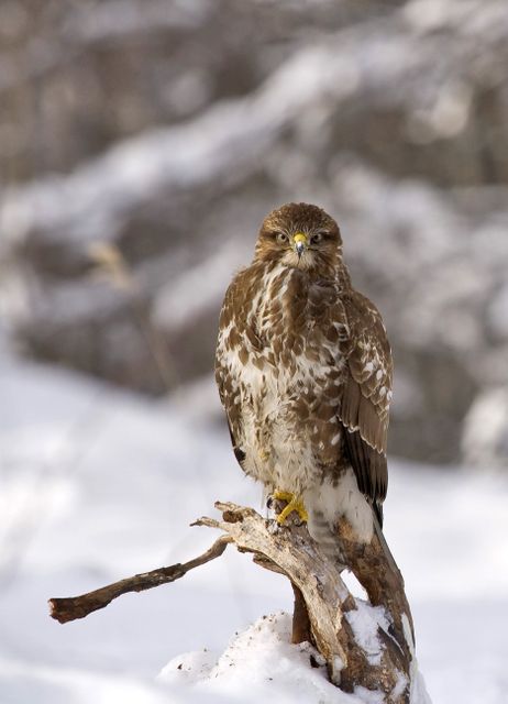 Majestic Hawk Posing on Snowy Branch in Winter Forest - Download Free Stock Images Pikwizard.com