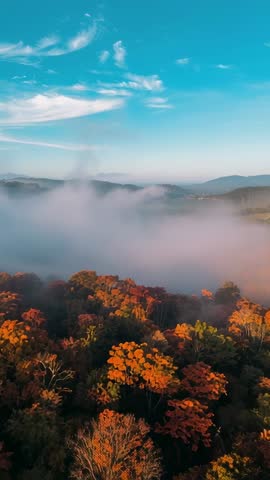 Descending drone capturing low fog drifting over autumn forest at dawn vertical video