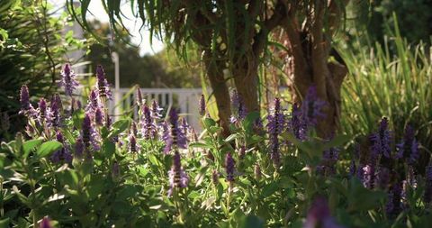 Sunlit purple spike flowers blooming in green groundcover under tree near white fence