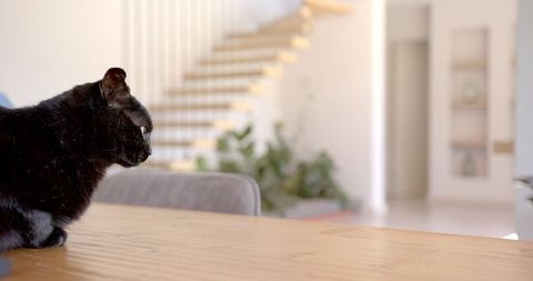Contemplative Black Cat in Sunlit Modern Living Room - Download Free Stock Images Pikwizard.com