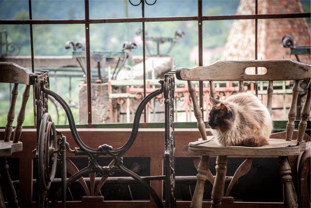 Fluffy cat is sitting on a vintage wooden chair at a windowed balcony, bringing a serene and cozy atmosphere. Ideal for use in home decor, pet-focused online platforms, or rustic living inspirations. Provides a charming, tranquil backdrop perfect for evoking a sense of nostalgia and relaxation.