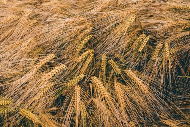 Golden wheat field close-up showing ripe, mature grains swaying gently. Perfect for use in agricultural advertisements, farming blogs, and countryside-related content to evoke themes of harvest, growth, and nature's beauty.
