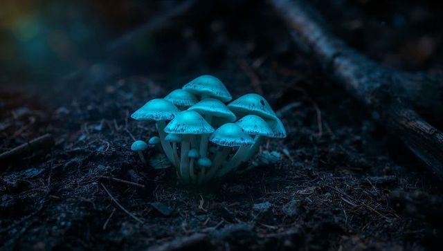 Bioluminescent mushrooms glowing on forest floor