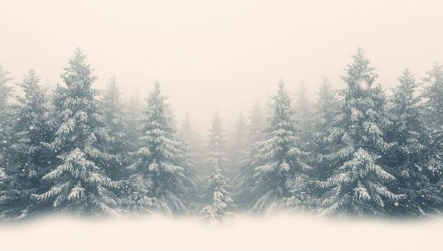 Falling snow blanketing evergreen fir forest, mist softening distant winter pines