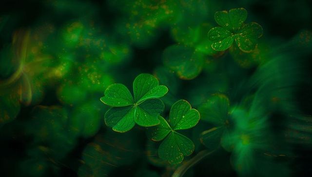 Glistening Clover Leaves Glowing with Dew in Lush Green Meadow Bokeh Macro Trefoil