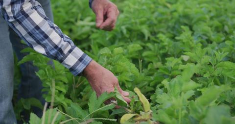 Man Inspecting Plant Foliage in Lush Green Garden