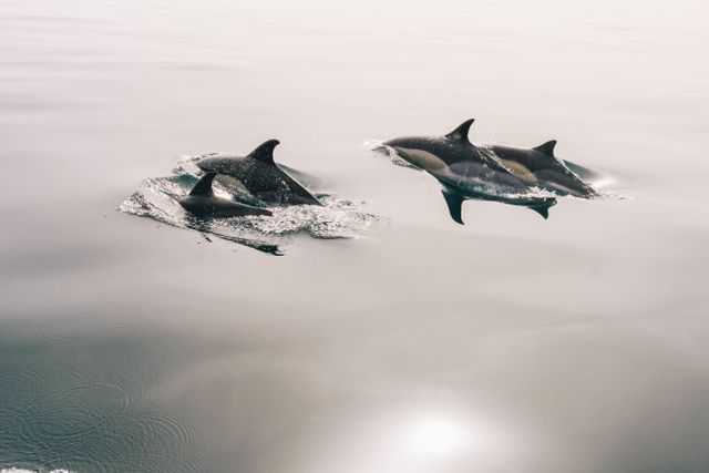 Dolphins animals ocean - Download Free Stock Photos Pikwizard.com