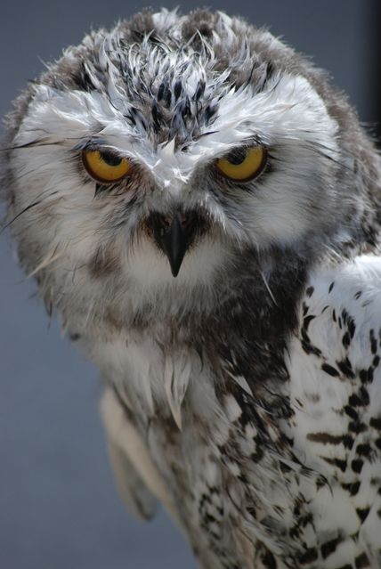 Closeup of a wet snowy owl with piercing yellow eyes and detailed wet feathers. Ideal for use in nature documentaries, educational materials about birds of prey, wildlife conservation campaigns, and avian research presentations.