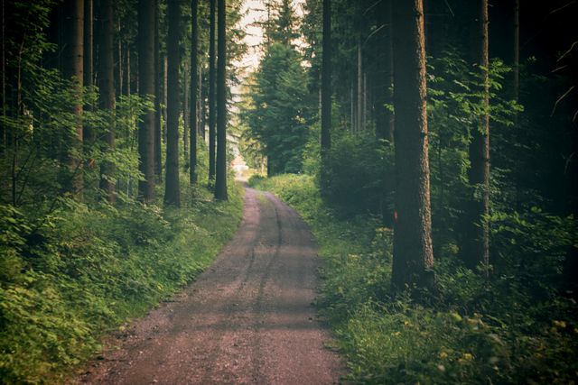 Serene Forest Path with Lush Greenery in Daylight - Download Free Stock Photos Pikwizard.com