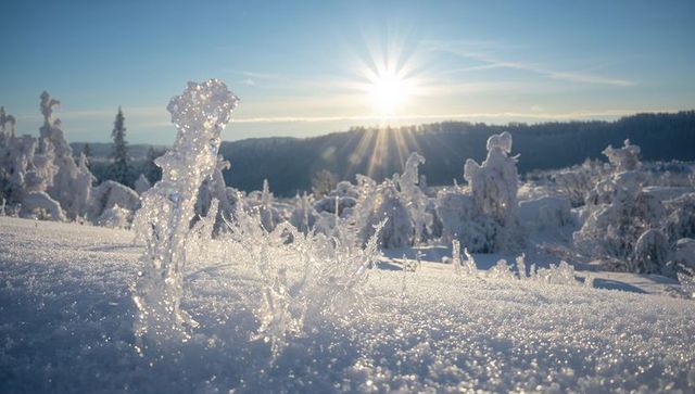 Sunlight sparkling on crystalline hoarfrost across snowy field at sunrise