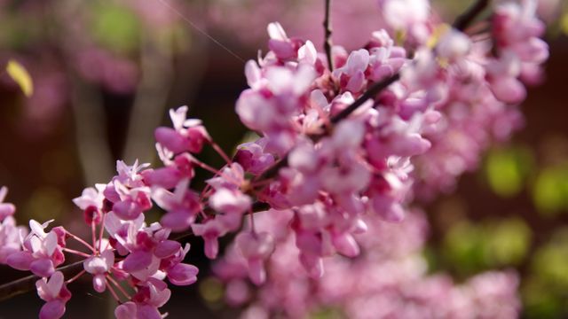 Close-Up of Cherry Blossom Branch in Full Bloom - Download Free Stock Photos Pikwizard.com