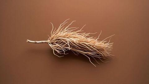 Dried tumbleweed branch with fibrous rootlets on brown tabletop