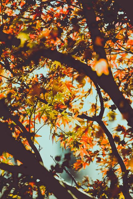 Sunlight filters through colorful autumn leaves on tree branches, creating a warm and serene atmosphere. Useful for illustrating themes of autumn, tranquility, and natural beauty. Ideal for seasonal promotions, nature and outdoor blogs, and background images in marketing materials.