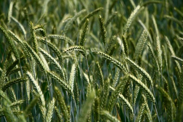 Close-up of Wheat Field with Ripe Ears Swaying in Wind - Download Free Stock Photos Pikwizard.com