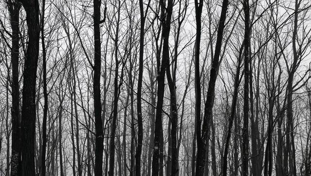 Misty winter forest revealing stark leafless trunks in monochrome high-contrast landscape