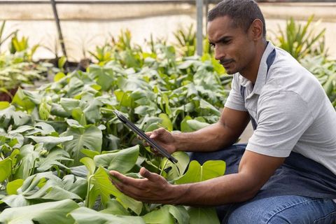 Greenhouse worker inspecting tropical foliage with tablet for plant health monitoring