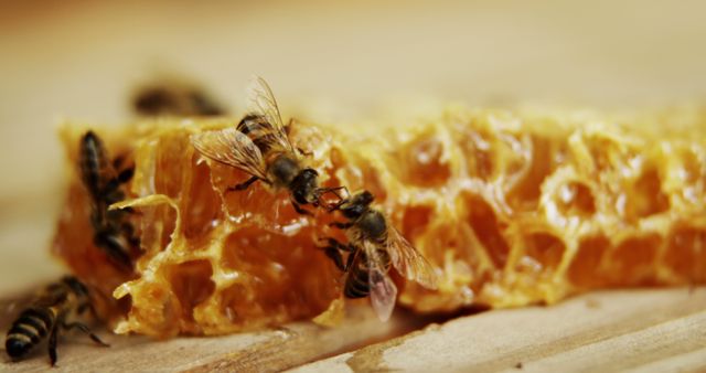 Close-up of Bees on Honeycomb Making Delicious Honey - Download Free Stock Images Pikwizard.com