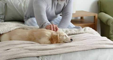 Bearded man petting sleeping golden retriever on cozy knitted blanket in bedroom
