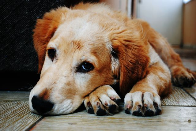 Golden Retriever puppy lying on the floor with a contemplative gaze. Perfect for use in pet care advertisements, veterinary clinic posters, animal shelter promotions, or any content related to domestic animals and pets.