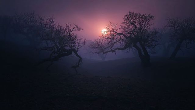 Gnarled leafless trees silhouetted in purple mist at twilight with glowing sun orb