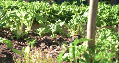 Sunlit swiss chard growing in raised garden bed with rich soil and wooden stake closeup