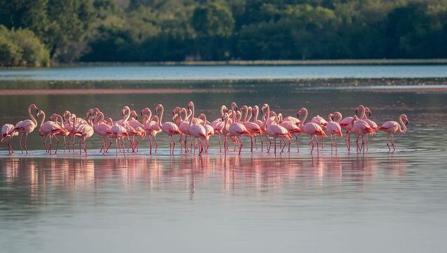 Pink flamingos wading in shallow lagoon at dawn forming horizontal line and reflections