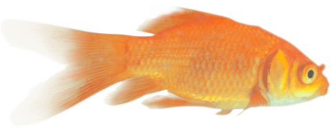 Vivid Goldfish Illustration on Transparent Background