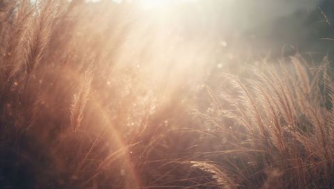 Golden Hour Backlit Ornamental Grasses Rippling with Sun Rays and Dewy Seed Plumes