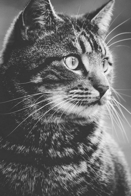 This image shows a close-up portrait of an alert tabby cat captured in black and white. The cat's whiskers, fur texture, and expression are prominent, making it ideal for use in pet care advertisements, animal blogs, and artistic photography collections.
