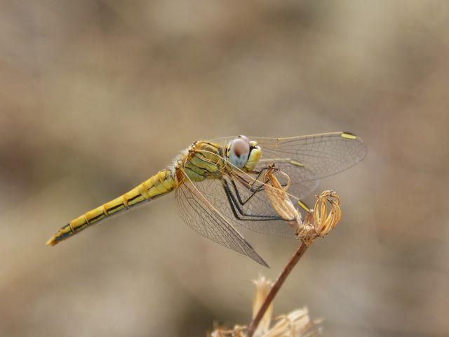 Close-up of Damselfly Perching on Branch - Download Free Stock Photos Pikwizard.com