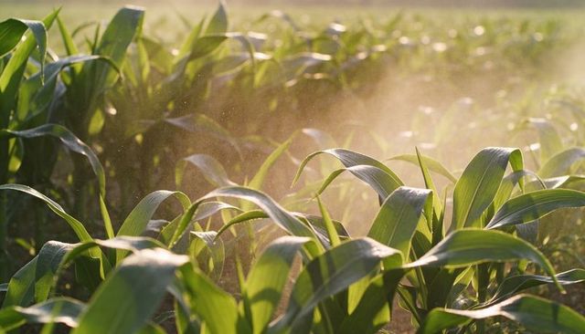 Backlit cornfield mist glowing over young maize leaves at golden hour farm irrigation close-up