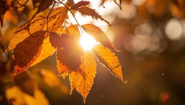 Golden Autumn Leaves Radiating Warm Sunlight